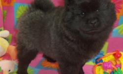 &nbsp;blue-black tongue&nbsp; its almost straight hind legs"Here is kaki and shella at 8weeks&nbsp; they are still very playful and extremely friendly. kaki and shella love playing ball and eating. they are great with children and love to socialize with