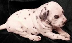 We have a beautiful litter of akc registered dalmatian pups for sale. Pups will be ready for thtwir forwver homes mid July. They are up to date on all vaccinations and dewormings. Call for more info. Shipping available 2317506509