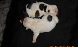 We currently have a litter of 6 puppies. 2 Females and 4 Males, born on 3/11/2014. These puppies will be 8 weeks old and ready to go home with you on 5/6/2014. Please visit our website at http://www.bulldogshomegrown.com&nbsp; or call -- for more