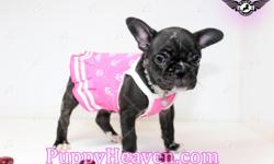 Betty Boop - our precious little French Bulldog puppy is a doll! She loves play with the small puppies - she is very gentle and senseitive and has a loving personality (she is like a mom to our Yorkies. Give us a call today and come see her in our Las