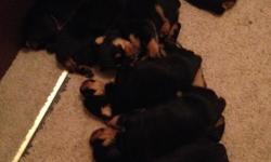 Hello, I am AKC Registered German Rottweiler breeder, and I just had some puppies on january 19, 2014, I have 5 female puppies left, they are 3 weeks old now and they are house dogs and so is the mom. I am asking $500.00 for each one, they will not be