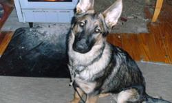 One year old male, sable german shepherd. AKC registered with papers.