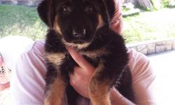 We have 3 beautiful female German Shepherd Puppies available.&nbsp; All have been wormed, vet checked and given first set of shots.&nbsp; 9 wks old, ready to go home with you today.&nbsp; Parents are family pets and puppies have been well socialized.