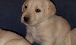 We have 5 AKC Registered Labrador Puppies for sale.&nbsp; They were born March 24th and will be ready for pick up after May 14th.&nbsp; They will have their first shots and AKC paperwork is on hand.&nbsp; We have 3 females and 2 males.&nbsp;