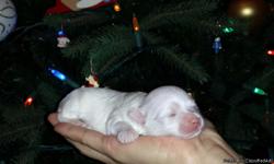 AKC registered, pure breed Maltese, pure white baby boy and baby girl. They are only 1 week old and will be ready to go to their new home in the next 9 weeks (end of February-beginning of March 2014) This is our Maltese "Didi La Blanche-Neige" first
