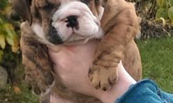 Black seal and four very flashy brindle pups looking for their forever families. Pups carry black tri and may possibly carry all colors like their sire Juggernaut.... Please feel free to contact me at bulldogsrfav@gmail.com or call me 1---.... Thanks so