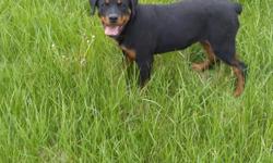 5 month old female AKC registered rottweiler for sale for 850 you need to go as soon as possible 773-658-7311