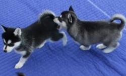 AKC Registered Siberian Husky Pups
We have 4 beautiful AKC registered Siberian Husky pups for free. There are 2 males and 2 females. Our puppies are raised in a environment with dogs and children. They have a back yard to play and run in and also are