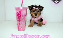 Congratulations ? you have found the best place in the country to get your new teacup or toy puppy.
Puppy Heaven brings you the best selection of teacup & toy puppies and assures you will be happy with your new baby.
Good families only! Please do your