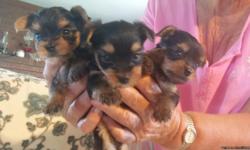 These adorable babies are so tiny and sweet you won't be able to resist!! They are ready to go to their forever home on July 30th. They have been wormed and have had their first shots. Both parents are on site and mom is very petite!! Reputable breeder of