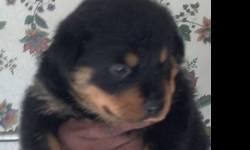 Meet my 2 rottweiler puppies looking for new homes. All veted comes with big bag of food bed and toys.collar leash .very sweet good with other dogs and small kids