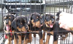 Absolutely adorable AKC registered Rottweiler puppies. These beautiful babies are now ready for a loving family and forever home. Champion German bloodlines! They are playful, loving, precious puppies. Born on December 30, 2010 (7 weeks). They have been