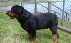 akc german champoin blood line rottweiler puppies for sale sire is big goliath 163pd akc dna has the huge wide stocky body big brod head and his puppies are awsome looking if you are looking for that heavy thick rottie thin cheack us out at