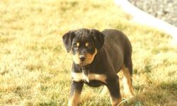 AKC Rottweiler puppy&nbsp;12 weeks old, tails are done. 1st and 2nd shots given, 1&nbsp;Male&nbsp;left&nbsp;he&nbsp;will make a&nbsp;great family pet and protector. Both parents on site come take a look $600.00 cash only &nbsp;please&nbsp;call