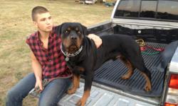 Hello there,
Looking for a AKC Rottweiler Stud?
I have just what your looking for. Bruno is my Male Sire; AKC Registered. He comes from Champion bloodlines.&nbsp;
Basic Information about this Stud:
Appearance of this Stud is sensational. He weighs in at