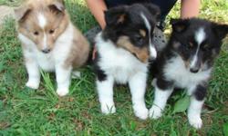 SHELTIE AKC Pups Adorable & Beautiful, born 6/2/2011. Black tris, shots, wormed, good structure & sound bloodline. Very socialized, happy, healthy puppies. Very loved and looking for GOOD, LOVING homes. 765 427-9389.