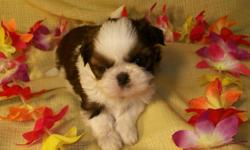 "Tzu-Lee" Female, Born 10-28-10, Ready January 2nd. Brown/White, 8-10lbs. at maturity, First Shots, Wormed and One year Replacement Guarantee. For more information and other puppies available visit or site at; north-country-shih-tzu.com or email: