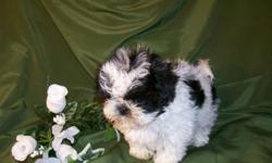 "Mitzu", Black/white, Born 10-23-10, 5-7lbs. at maturity. First shots, wormed and one year replacement guarantee. Call 989-473-2050 or email us at sweettzus@yahoo.com, our web site is north-country-shih-tzu.com