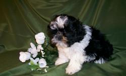 "Lu-Fin" Black/White, born 10-23-10, 8-10lbs. at maturity. First shots, wormed and one year replacement guarantee. call 989-473-2050 or e-mail us at sweettzus@yahoo.com our web site: north-country-shih-tzu.com