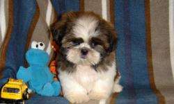 AKC Shih Tzu's Bebe's Boy, Champion Sired, Champion bloodlines both sides.48 champions in combined 5 generational pedigrees.Red/White,$900,Neutered before leaving.Included-neuter,neuter cert., health cert. AKC papers, copies of parents pedigree, rabies