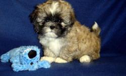 AKC Shih Tzu,Nellie's B1 Boy, Champion Bloodlines, (Light) Brindle/White, Born 2-26, Ready around 5-16, $550. PET HOME-NEUTER CONTRACT. AKC Limited Registration is available with Vet verification of Neuter sent back to us at 6 months of age. We can MEET