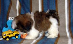 AKC Shih Tzu's Bebe's M3 Boy, Champion Sired,Champion bloodlines both sides. 48 combined champions in 5 generational pedigrees. Red/White,$900,Neutered before leaving.Included,neuter,neuter cert., health cert. AKC papers, copies of parents pedigrees,