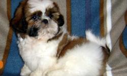 AKC Shih Tzu Boys, Champion Bloodlines Both Sides. Born 2-11, Ready 5-3, $475 cash, PET HOME(without papers). AKC FULL Registration at added cost. We have Specialized in Shih Tzu's since 2002 and strive to better the breed thru genetics and care given our