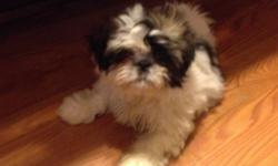 Tri color male 10 weeks old 2 set of shots given and wormed seeking a loving home $600 AKC reg shih tzu