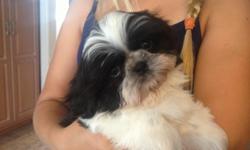 AKC beautiful male Shihtzu puppy. He has his puppy shots and wormed and has a one year health guarantee. He is very sweet and smart. His dad is 4pds and mom is 10pds. I have been a small Shihtzu breeder for several years. You are getting a very healthy