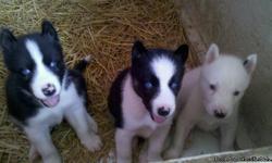 AKC Siberian Husky Puppies Black and White Male (left in the picture) & White Female. Will be large dogs. Dad is 95% Seppala Bloodline Siberian Husky and is a Retired Sled Dog. Mom is 60-65lb regular Siberian. Ready to go now. $400. Text or Call Tracy at