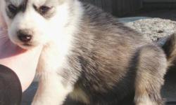 -- AKC SIBERIAN HUSKY PUPS! Parents are AKC CH registered, dna, hip, eye certified. Pups are AKC registered, 3 vet checks, 3 wormings, current 7-1 shots, blood work, fecal, frontlined, & spayed/ neutered. 15 year breeder. All parents & pups born & raised