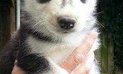 513-227-1657 akc siberian husky pups... taking deposits now...&nbsp; all current vet checks, shots, wormings, fecal, frontline etc.
parents & pups born & raised inside our home... 513-227-1657 everbluekennels.com