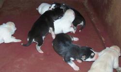 akc .siberan huskys $400.00 5 days old be rteady to go home in 5 weeks. call 334-476-1988 roy