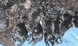Akc standard poodle litter.&nbsp; Silver and blues.&nbsp; 5 Males and 2 females.&nbsp; Come from champion lines and from hunting and agility lines as well.&nbsp; Excellent build and they are being raised in the house with my family.&nbsp; Not in a