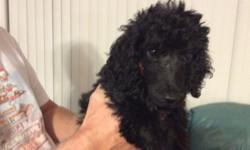 &nbsp;Beautiful, &nbsp;Black/Silver, &nbsp;AKC Standard Poodle Puppies. &nbsp;Puppies were whelped on 10/31/2015.&nbsp; Puppies comes from good blood lines, &nbsp;and they have champion blood lines on the dame side.&nbsp; Another litter is not planned