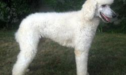 We are expecting a new litter of AKC reg Standard Poodle Puppies on Nov 1st. This will be our last litter, so we are offering them at discounted prices. The puppies are $400 each. There is a $200 deposit to hold a certain pup until they are ready (which