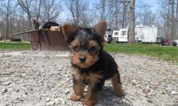 Meet Olaf a tiny male yorkie puppy! Tracking to be under 4 pounds full grown. AKC registered.
Date of birth 3/13/15. He will be ready to go to his new home mid May.
For more info call me at 260-450-3794 or email me at&nbsp;yorkie_tcups@yahoo.com
&nbsp;