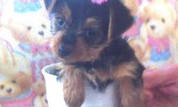 We love Yorkies! This Mom and Pop, would like to offer you; adorable, micro mini sized, Yorkshire terrier puppies for sale. We are located in peaceful Central Oregon. We strive to raise high quality, healthy, beautiful, Yorkies, for pets. We breed to the