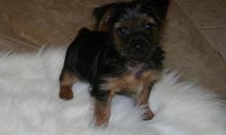 10&nbsp;week old AKC TinyYorkshire Terrier Puppies ready for their new forever home. AKC papers. &nbsp;Two males. &nbsp;Veterinary health certificates. Tails docked and dew claws removed. First set of shots.
Potty training. &nbsp;Adoralbe, sweet, playful.