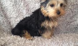 Beautiful&nbsp;Yorkie male puppy ready for his forever home. Family raised and health guaranteed. 12 wks old. Very friendly and gives lots of kisses! Expected to be 3-4 lbs full grown.&nbsp;First shots and dewormed. Beautiful coat, dewclaws off and tail