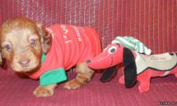 AKC Toy Dachshund Chocolate Based Red Dapple male puppy born on November 9, 2012 for $800.&nbsp; He has two blue eyes as seen by having pink pupils instead of black pupils and should weigh around 8 to 9 pounds when grown.&nbsp; His mother is a longhair