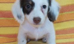 Darling AKC Toy Dachshund Chocolate & Cream Piebald male puppy born on September 3, 2014 with his first set of shots for $750. His mother is a longhair Chocolate Silver Dapple and his father is a smooth Chocolate & Cream. Both parents can be seen on