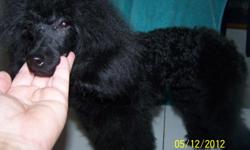 I am looking for a female that I can get my 2 year old fine boned, 10 3/4 inches tall&nbsp;Toy Black Poodle boy Proven.&nbsp; My female was to short for him so I am hoping there will be somebody out there that will try him.&nbsp; His Mom and Dad have both