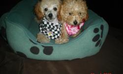 AKC Toy poodle puppies 12 weeks old loving, playful and great with kids and pets. Champion Bloodlines and all shots and wormings up to date, vet checked with vet records. Male and Female available.