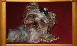 AKC Traditiona Yorkie Male. DOB&nbsp; 04/23/13. 4 lbs.&nbsp;Proven Sire. Gucci is a beautiful little male, he has the desirable babydoll face, short nose,&nbsp;excellant bloodlines. His disposition is so sweet and he loves kids and other pets. He is