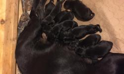 AKC/UKC Registered Lab puppies. 6 males&nbsp;2 females left. All black.&nbsp;($800)&nbsp;Taking deposits now ($250)
Dam:
SHR Cabella DeBower Chase N Dux
Bella has been Amateur trained. Great drive retrieving machine. Also good inside dog.
Hips: Good