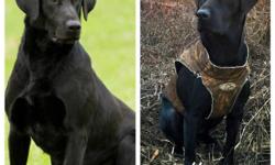 AKC/UKC Registered Lab pups due July 11th. Litter has been confirmed. ($850) Taking deposits now ($250)
Dam:
SHR Cabella DeBower Chase N Dux
Bella has been Amateur trained and has been duck hunting since 7 months old. She has great drive and great on/off