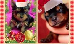 Merry Christmas Yorkies
I have A couple of UKC Female Teacup Yorkies that will be ready for Santa to deliver. They are charting around 4.5 pounds when mature. They will have there First shots, and a Well baby Vet Check, ALSO I have TINY Teacup Yorkies, 2