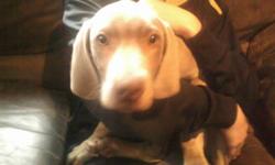 AKC WEIMARANER MALE PUPPY FOR SALE!
&nbsp;
His name is Boomer. He comes with his first shots, wormed and
treated with Advantage. He comes with his AKC paperwork to register
&nbsp;in owners name. His tail is docked and dew claws removed. He is very
very