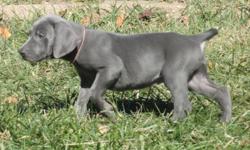 AKC Weimaraner Puppies (with full Registration), Silvers & Blues, 11 Males, Tails Docked & Dewclaws Removed, Wormed & have 1st set of Shots, whelped September 24th & will be ready to go to their forever homes November 19th. Both parents hunt & are